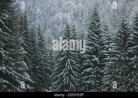 Schneebedeckte Bergkiefern. Stockfoto