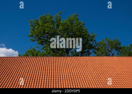 Rot gefliestes Dach und grüne Baumspitze vor blauem Himmel Hintergrund. Stockfoto