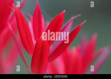 Neue leuchtend rote Triebe der Sorte Pieris formosa forrestii wakehurst mit einem verschwommenen grünen Hintergrund. Stockfoto