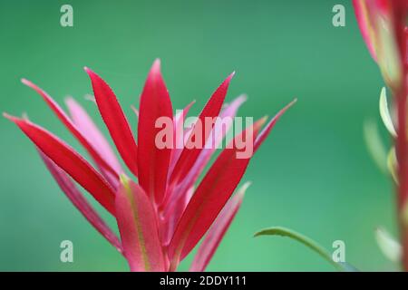 Neue leuchtend rote Triebe der Sorte Pieris formosa forrestii wakehurst mit einem verschwommenen grünen Hintergrund. Stockfoto