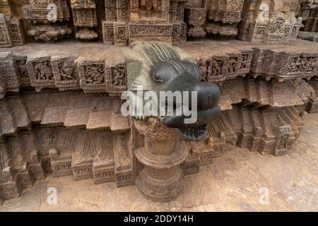 Konark, 9, April, 2014, Draufsicht auf schwarzen Granitgargoyle geschnitzt als Krokodil hält Fisch auf Hindu-Sonne-Tempel, UNESCO-Weltkulturerbe, Odisha Indien Stockfoto