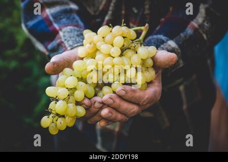 Bauernhände mit frisch geernteter Traube. Geringe Schärfentiefe. Stockfoto