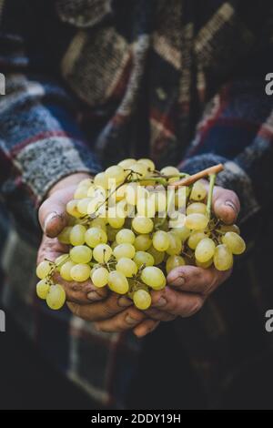 Bauernhände mit frisch geernteter Traube. Geringe Schärfentiefe. Stockfoto