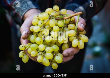 Bauernhände mit frisch geernteter Traube. Geringe Schärfentiefe. Stockfoto