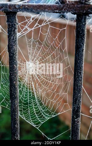 Nahaufnahme des Spinnennetzes auf einem Gartentor mit gefrorenem Tau. Stockfoto