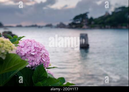 Wunderschön gefärbte Hortensien (Hydrangea arborescens) Sträucher vor dem Meer in Ploumanach (Bretagne, Frankreich) Stockfoto