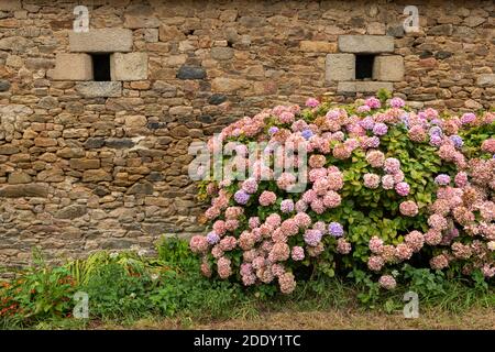 Wunderschön gefärbte Hortensien (Hortensia arborescens) Büsche vor einem Steinhaus in der Bretagne (Frankreich) Stockfoto