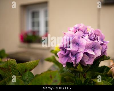 Wunderschön gefärbte Hortensien (Hortensia arborescens) Büsche vor einem Haus in der Bretagne (Frankreich) Stockfoto