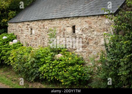 Wunderschön gefärbte Hortensien (Hortensia arborescens) Büsche vor einem Steinhaus in der Bretagne (Frankreich) Stockfoto