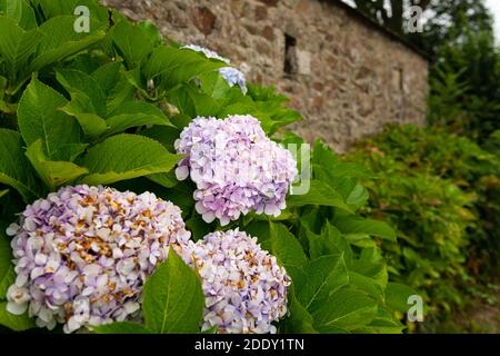 Wunderschön gefärbte Hortensien (Hortensia arborescens) Büsche vor einem Steinhaus in der Bretagne (Frankreich) Stockfoto