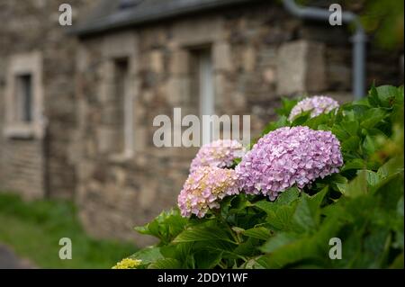 Wunderschön gefärbte Hortensien (Hortensia arborescens) Büsche vor einem Steinhaus in der Bretagne (Frankreich) Stockfoto