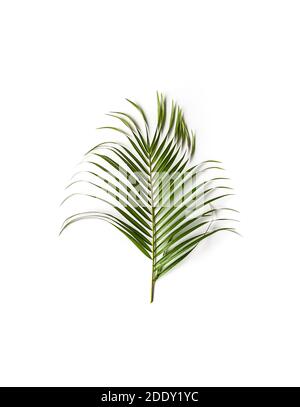 Grünes Einzelblatt der Palme auf weißem Hintergrund Stockfoto