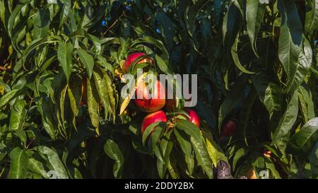 Süße Bio-Nektarinen auf Baum im großen Garten. Banner. Sommer. Herbst. Ungarn Stockfoto