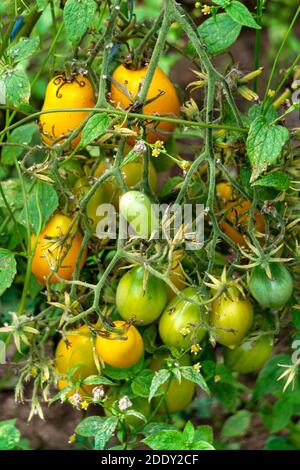 Reifung Ernte von grünen und gelben Pflaumentomaten in der Gewächshaus Stockfoto