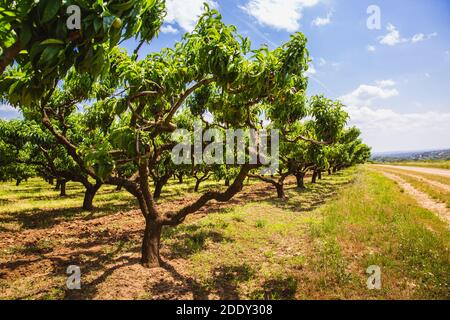 Bio grüne Pfirsichfrüchte auf Baum im großen Garten. Frühling, Sommer. Ungarn Stockfoto