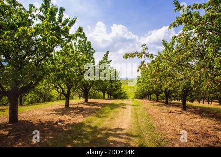Bio rote und süße reifende Kirschen auf Kirschbäumen im Obstgarten im Frühsommer, Ungarn Stockfoto