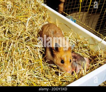 Goldhamster Mesocricetus Auratus, Weibchen mit jungen im Käfig Stockfoto