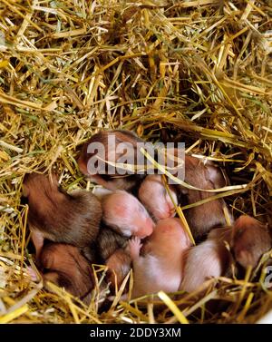 Goldhamster Mesocricetus Auratus Jungtiere im Nest Stockfoto