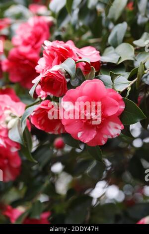 Camellia japonica 'Lady Vere de Vere' blüht. Stockfoto