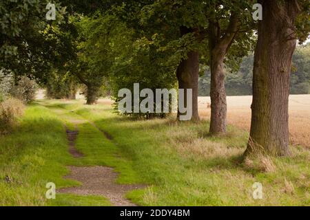 Eine schattige Landstraße Stockfoto