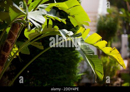 Eine hinterleuchtete Ansicht einer tropischen Palme auf einem Sonniger Tag mit Hintergrund außerhalb des Fokus Stockfoto