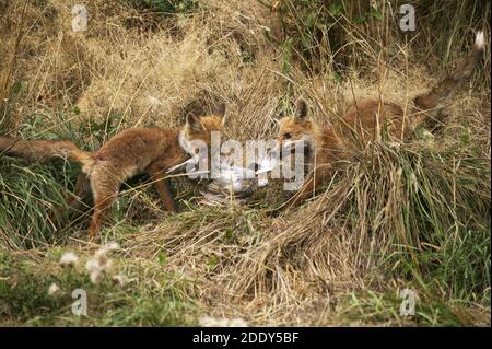Rotfuchs Vulpes Vulpes, Erwachsene mit einem Rebhuhn töten, Normandie Stockfoto