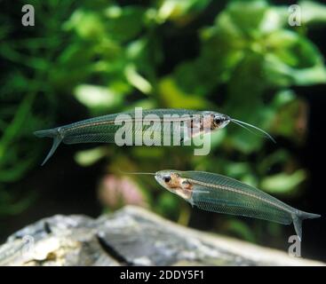 Glas-Wels, Kryptopterus Bicirrhis, transparente Fisch, Erwachsene Stockfoto