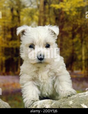 West Highland White Terrier, Pup Standing on Rock Stockfoto