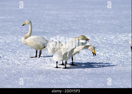 Singschwan, cygnus cygnus, Paar beim Courtship Dance auf dem Frozen Lake, Hokkaido Island in Japan Stockfoto