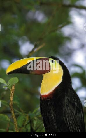 Kastanien Mandibled Tukan, Ramphastos Swainsonii, Porträt von Erwachsenen, Costa Rica Stockfoto