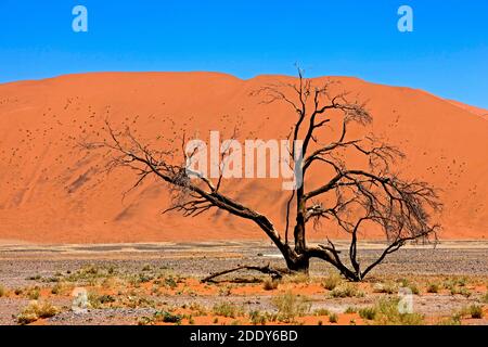 Dune 45, Sossulsvlei Dunes in der Wüste Namib, Namib Naukluft Park in Namibia Stockfoto