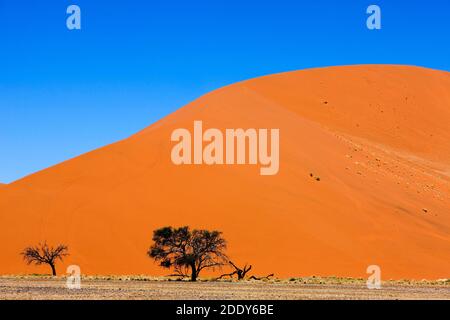 Dune 45, Sossulsvlei Dunes in der Wüste Namib, Namib Naukluft Park in Namibia Stockfoto