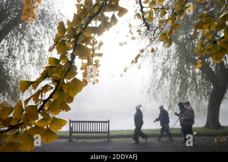 Ginkgo biloba Blätter und Menschen, die entlang der Flussufer im Herbst an einem nebligen Novembertag, St. Nicholas Park, Warwick, Großbritannien Stockfoto