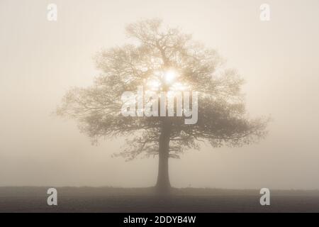 Einsamer Eichenbaum in starkem Nebel, hinterleuchtet mit morgendlicher Sonneneinstrahlung. Hertfordshire. VEREINIGTES KÖNIGREICH Stockfoto