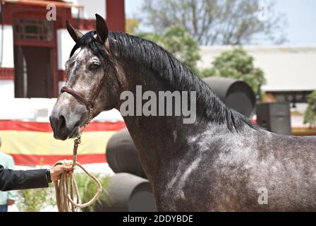 Gesichtsbildnis eines Siegerhengstes hispano arabian in Jerez, Spanien Stockfoto