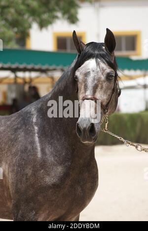 Gesichtsbildnis eines Siegerhengstes hispano arabian in Jerez, Spanien Stockfoto