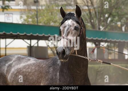 Gesichtsbildnis eines Siegerhengstes hispano arabian in Jerez, Spanien Stockfoto