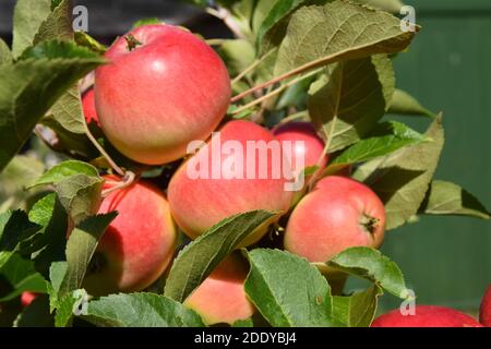 Apfel essen, Malus domestica Entdeckung Stockfoto