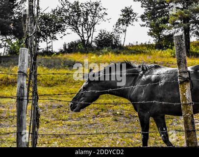 Schwarzes Pferd nach Stacheldraht mit gelbem Gras. Kardzali, Bulgarien. An sonnigen Tagen. Stockfoto