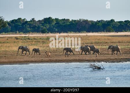 Herde afrikanischer Elefanten verläuft entlang der Ufer des South Luangwa River, African Elephant (Loxodonta africana), South Luangwa National Park, Mfuwe Stockfoto