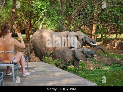 Weibliche Touristen beobachten und fotografieren afrikanische Elefanten (Loxodonta africana) aus dem Schwimmbad des Nkwali Camp, South Luangwa National Park Stockfoto