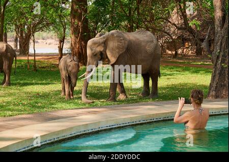 Weibliche Touristen beobachten und fotografieren afrikanische Elefanten (Loxodonta africana) aus dem Schwimmbad des Nkwali Camp, South Luangwa National Park Stockfoto