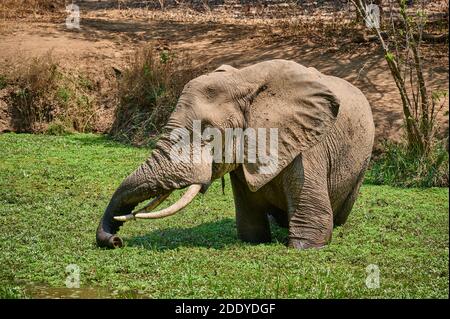 Riesiger männlicher afrikanischer Elefant im Wasserloch der Nkwali Lodge (Loxodonta africana), South Luangwa National Park, Mfuwe, Sambia, Afrika Stockfoto