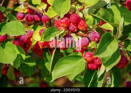 Chinesische blühende Krabbelfrucht Stockfoto