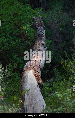 Baum Zweig im Tal fallen bilden eine natürliche Brücke Stockfoto