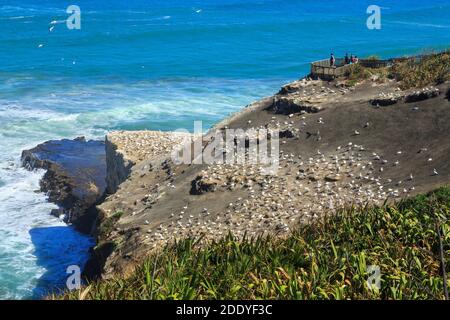 Die Gannetkolonie bei Muriwai in der westlichen Auckland Region, Neuseeland. Rechts ist eine Aussichtsplattform sichtbar Stockfoto