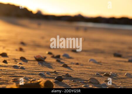 Muscheln am Strand in der Morgendämmerung. goldenes Licht an einem ruhigen Morgen. Ruhige Strände erinnern an die besten Sommerferien Stockfoto