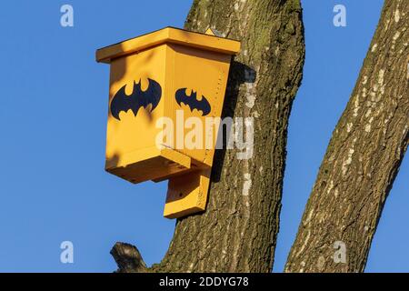 Hausgemachte Box für Fledermäuse auf der Seite eines Baumes zu brüten. Batbox Stockfoto