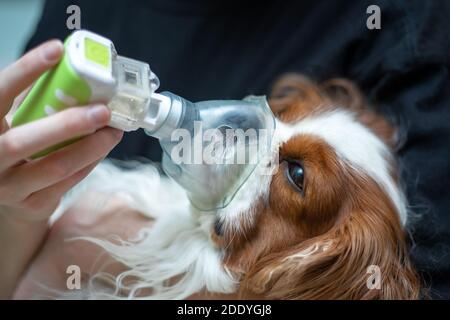 Der Arzt rettet den Hund mit einer Sauerstoffmaske, Tierkrankheiten, Inhalation mit einem Vernebler. Nahaufnahme Stockfoto