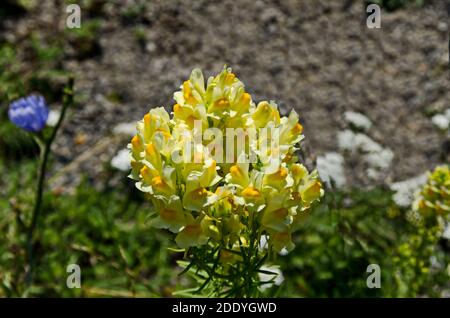 Snapdragons in gelb in einer Blumenwiese, Rila Berg, Bulgarien Stockfoto